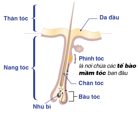te-bao-mam-toc